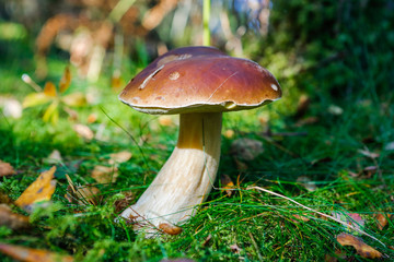 Boletus edulis