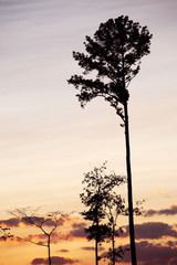tree silhouette in dusk sky