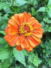 Wet orange daisy flower blooming in a rainy day
