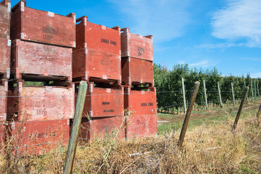 Apple Crates in Orchard. Copy space.