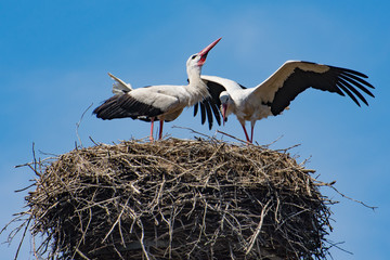 Greeting of the storks