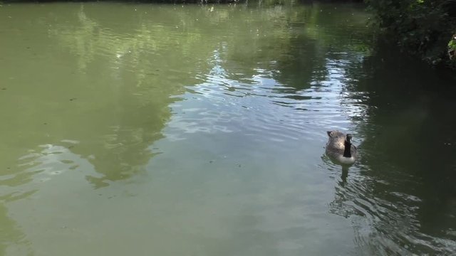 Canard sur le lac Jardin de Bagatelle &agrave; Paris