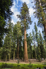 big sequoias in beautiful sequoia national park