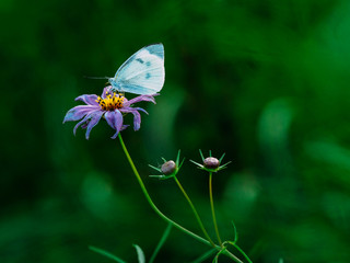モンシロチョウ