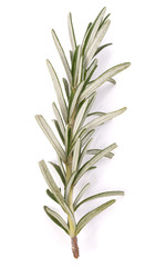 rosemary herb spice leaves isolated on white background cutout