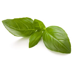 Sweet basil herb leaves isolated on white background closeup