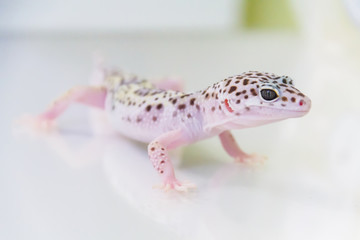 Lizard on white background. Studio.