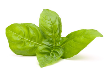 Sweet basil leaves