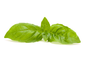 Sweet basil leaves