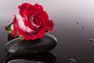 Spa stone and rose flowers still life. Healthcare concept.