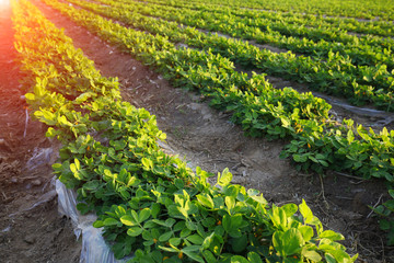 Peanut fields