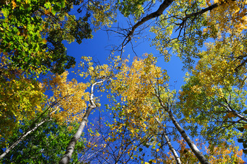 low angle view on colorful autumn trees and sky