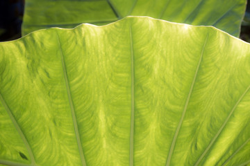 Freshness Leaf of Giant Taro
