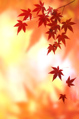 モミジの紅葉　背景素材
