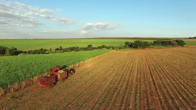 Mechanical harvesting sugar cane field in Sao Paulo Brazil at sunset - Aerial dolly in with drone following combine harvesting sugar cane field at sunset - sugar cane plantation