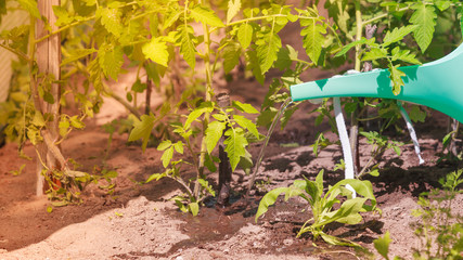 watering green tomato plants in greenhouse