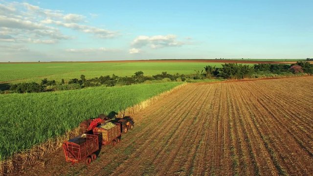 Mechanical harvesting sugar cane field in Sao Paulo Brazil at sunset - Aerial film with drone of combine harvesting sugar cane field at sunset - sugar cane plantation