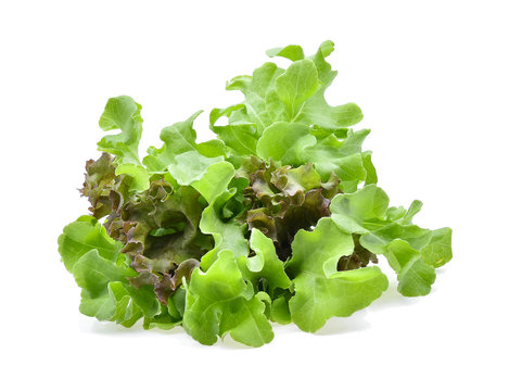 red oak and green oak lettuce isolated on white