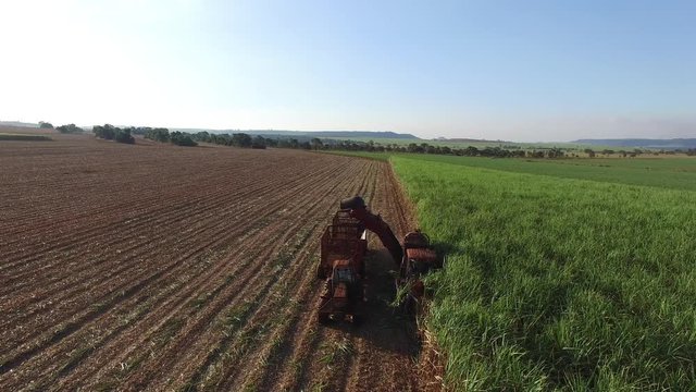 Mechanical harvesting sugar cane field in Sao Paulo Brazil at sunset - Aerial dolly out with drone of combine harvesting sugar cane field at sunset - sugar cane plantation