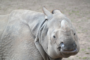 Rhino in the dust