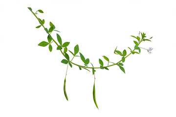 vine plants isolate on white background, Clipping path