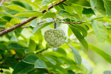 Fototapeta premium Custard apple fruit on green tree in the garden