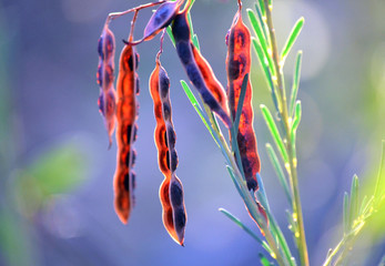 Rich red backlit Wattle (Acacia) seed pods in the Australian bush. Edible bush food. - obrazy, fototapety, plakaty