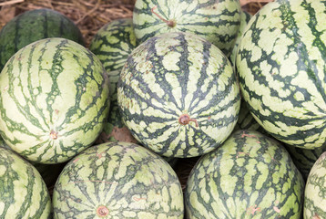 The local watermelon pile