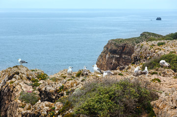 Fototapeta na wymiar Seagulls on summer rocky coast.