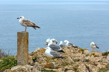 Seagulls on sea background.