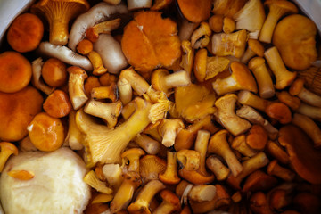 Chanterelles soaked in water