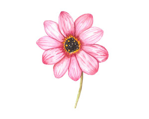 Pink Dahlia, Watercolor painting isolated on white background