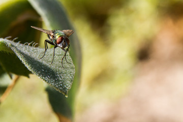 fly sitting on a leaf