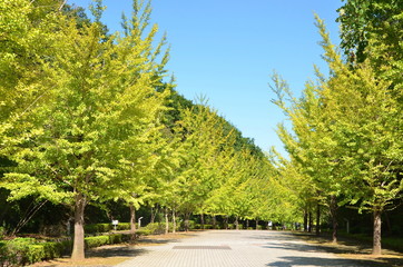 銀杏の並木道