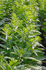 Sesame flowering