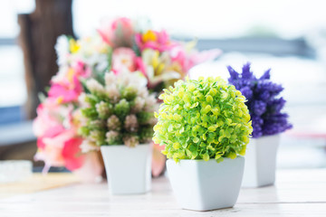 The houseplant