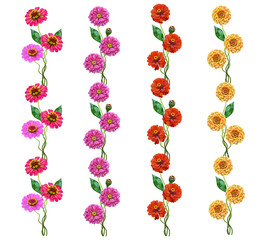 Autumn flowers zinnias isolated on white background