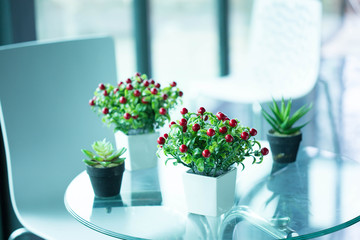 Indoor plant pot on the table