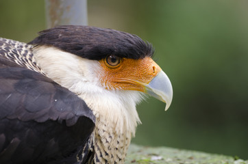 Falcon bird portrait