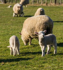 Fototapeta premium Spring New Zealand lambs