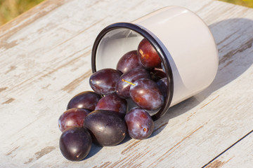 Plums spill out of metallic mug on wooden table in garden on sunny day