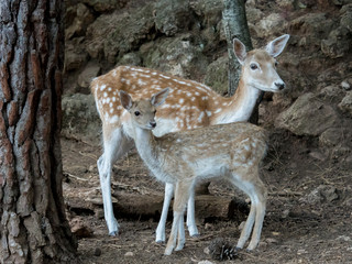 Naklejka na ściany i meble Two young Cervus dama deer