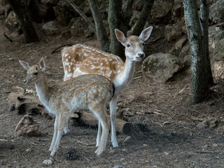Two young Cervus dama deer
