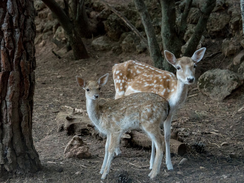 Two young Cervus dama deer