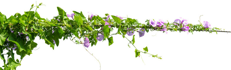 vine plants isolate on white background © Ammak