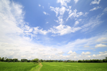 Fototapeta na wymiar Landscape of a peaceful rice field on clouds and sky background : Thailand 