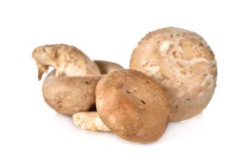 fresh Shiitake mushrooms on white background