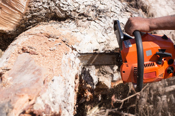 Man with chainsaw cutting the tree