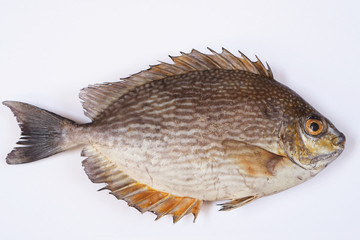 Close up of rabbitfish on a white background.