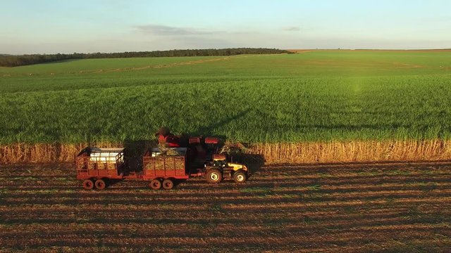 Mechanical harvesting sugar cane field in Sao Paulo Brazil at sunset - Aerial travelling with drone following combine harvesting sugar cane field at sunset - sugar cane plantation